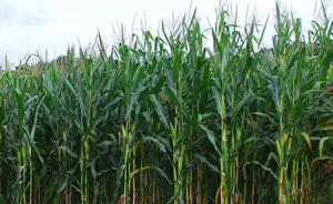 内蒙古专项检查玉米制种田：对发现的非法转基因植株坚决铲除