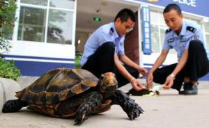云南男子朋友圈发视频称要杀凹甲陆龟，警方查扣、其父被取保