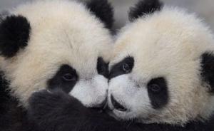 上海野生动物园开启小动物欢乐节，大熊猫双胞胎正学吃竹子