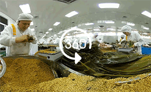 全景视频｜年产3亿多粽子的五芳斋车间，裹一只仅需10秒