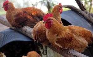 陕西榆林一养鸡场现不明原因大面积死亡现象，样品已送检