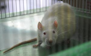 复旦教授最新研究：大鼠对可卡因成瘾后，子代也变得更易成瘾