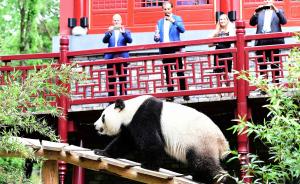两只中国大熊猫端午节与荷兰公众见面，大熊猫馆正式开馆