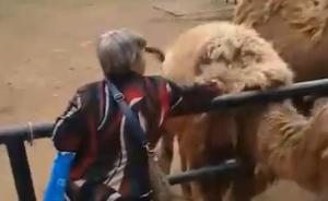 大连一大妈动物园内薅骆驼毛，园方：骆驼处于脱毛期幸未受伤