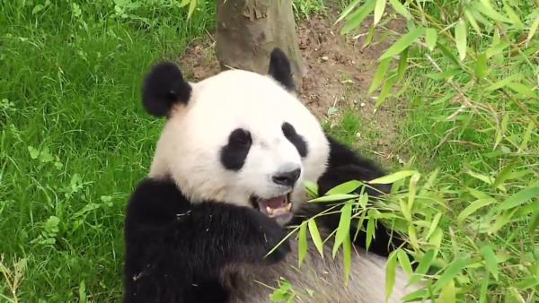 萌翻全场！中国大熊猫与荷兰公众见面