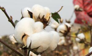 棉花“甲基化基因图谱”首次绘成，不改变基因就能培育新品种