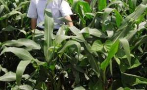 山西专项检查玉米制种田：对发现的非法转基因植株坚决铲除