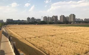 北京最贵麦田开始收割，所产小麦不卖