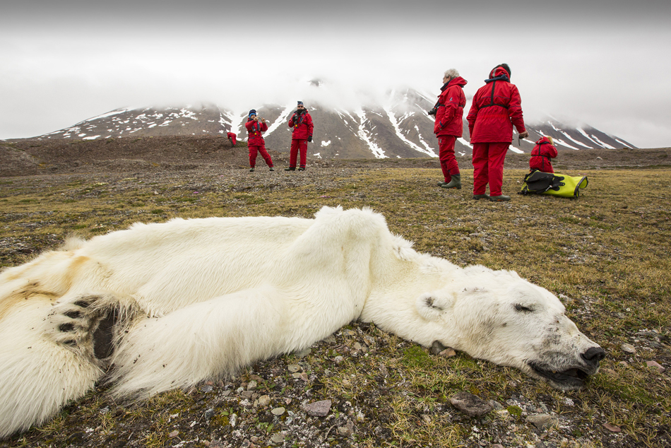 1.2013年8月8日消息（具体拍摄时间不详），近日，北冰洋斯瓦尔巴特群岛惊现一只瘦成“毛毯”的北极熊尸体，这只本该具有超强大捕食能力的巨型动物，在一场北上搜寻海豹的绝望之旅中活活饿死。