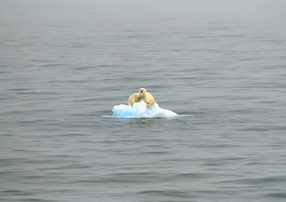 9.2010年3月9日消息，媒体近日公布的一张2009年8月拍摄的照片显示，一对北极熊母子无助地坐在一块不断融化缩小的浮冰上，正在快速远离陆地。这张照片再次向人们证明，全球变暖给地球上的“居民”带来了怎样的恶果。