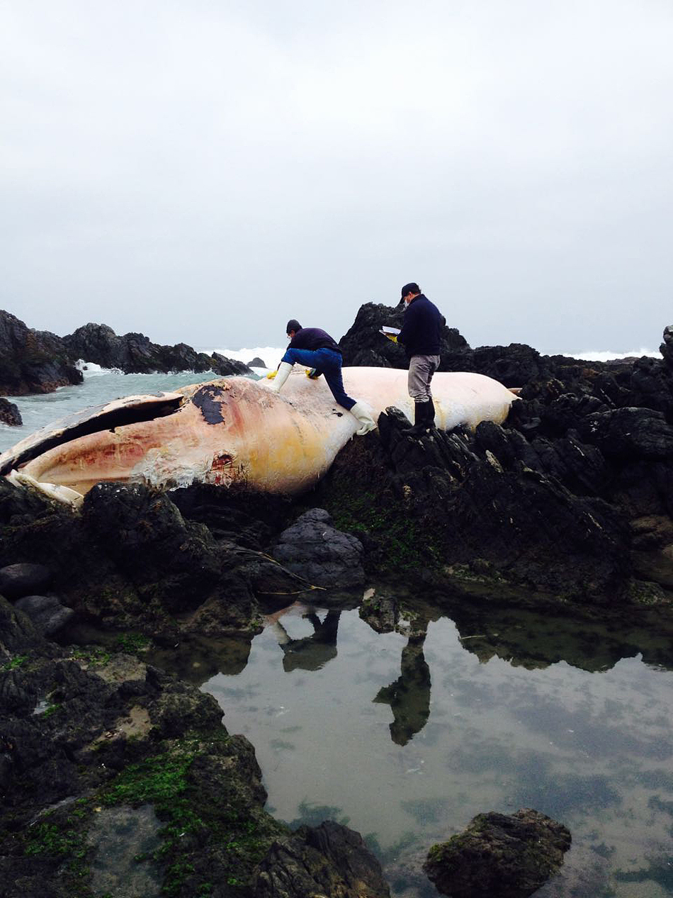 11.2016年9月26日讯（具体拍摄时间不详），巨大的鲸鱼尸体被冲上智利北部海滩。科学家们怀疑这是由气候变化造成的，此前这种现象在该地区很罕见。