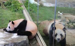 旅日大熊猫三兄妹将告别和歌山动物园，回国“谈婚论嫁”
