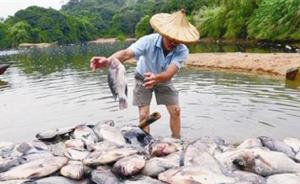 福建漳浦一养殖户4万斤鱼死亡，环保局已对上游污水取样调查