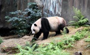 最长寿圈养大熊猫38岁了：等同人类114岁，每天吃降压药