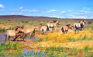 新疆卡山保护区条例7月施行：建设项目必须给野生动物让道
