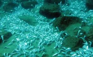 深圳海域休渔期发现成片死鱼，渔政确认炸鱼所致将进一步调查