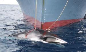 日本宣布今年西北太平洋捕鲸计划，计划捕获鲸鱼304头