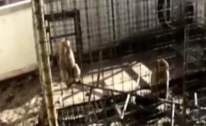 自家楼顶养一公一母两猕猴，男子被刑拘