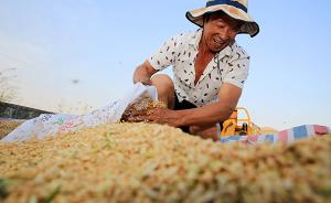 中国小麦节水品种面积扩大至4000万亩，今年夏粮有望丰收