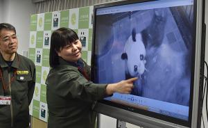 东京上野动物园大熊猫“真真”再次产崽，市长第一时间报喜