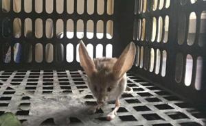 新疆发现世界濒危灭绝动物长耳跳鼠，确认无伤后放归自然