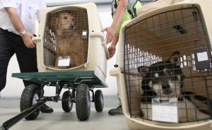 金毛犬航空托运中死亡，专家：法规落后宠物仍被当做“行李”
