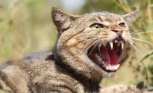 澳大利亚开展世界最大规模消灭野猫计划：严重破坏本土物种