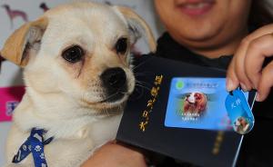 上海：养犬不办证、犬扰民等有望被纳入个人征信系统