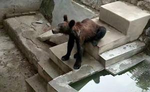河南新乡一动物园棕熊瘦骨嶙峋引被虐质疑，园方否认称熊健康