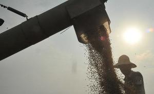 今年小麦病虫害为20年之最，防控有效挽回损失300多亿斤