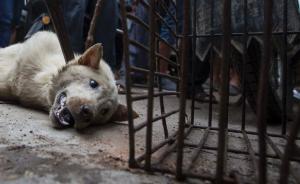 江苏如皋特大危害食品安全案宣判：万余斤毒狗肉流入市场