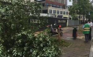 为搬走自行车，湖南男子2分钟锯断价值上千香樟树，警方立案