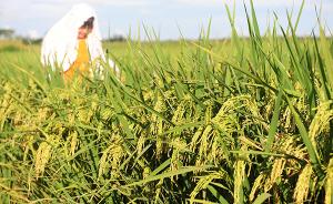 海南耐盐水稻大田试验获丰收，最高亩产逾400公斤