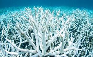 全球珊瑚白化灾情暂缓，专家警告：这次范围最广、危害最重