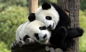 大熊猫国家公园将分为四区：核心区、修复区、游憩区、利用区