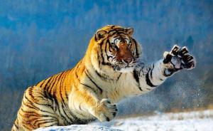 国家林业局猫科研究中心：野生东北虎16年增长近1倍