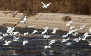 陕西省级保护区万亩黄河湿地违法开发，野生鸟类栖息地被毁