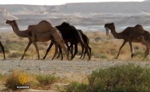 动物也断交，上万卡塔尔骆驼遭沙特驱逐