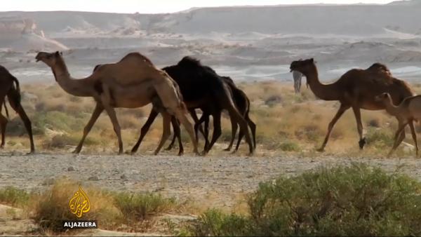 动物也断交，上万卡塔尔骆驼遭沙特驱逐