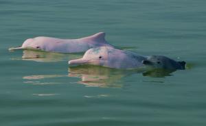 地图湃 | 中华白海豚的生存难题