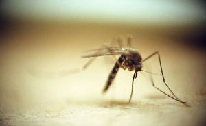 日本新技术可在48小时内通过吸血蚊子寻找犯罪证据