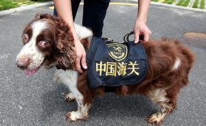 直播录像丨禁毒日，看海关缉毒犬如何查缉毒品