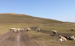 内蒙古呼伦贝尔旱情严重9876万亩草场受旱，5万人饮水难