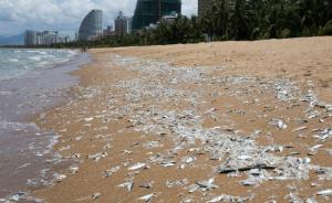 万余斤非养殖海鱼死在三亚度假海滩，政府：渔民网破泄漏所致