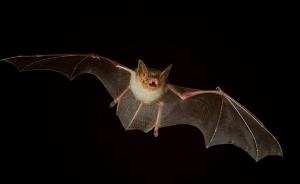 研究证实蝙蝠确实更危险：可比其他动物携带更多致命病毒