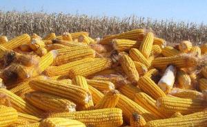 内蒙古阿左旗查处一起非法制种转基因玉米案：铲除千余亩玉米