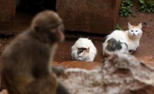 昆明动物园猴山出现鼠患，工作人员请来7只猫当“保安”