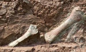 重庆云阳发现世界级恐龙化石群：横跨侏罗纪，种类多价值高