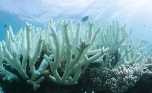 大部分世界遗产珊瑚礁遭白化，若不减排本世纪末将全部死亡