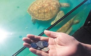 湖南烈士公园最大的那只海龟走了：因误食祈福硬币被噎死